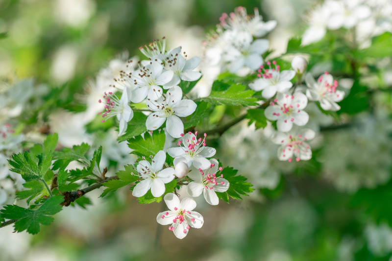 Parsley Hawthorn (Crataegus marshallii)