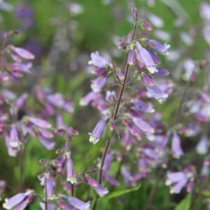 Penstemon hirsutus, Hairy Penstemon, Hairy Beardtongue