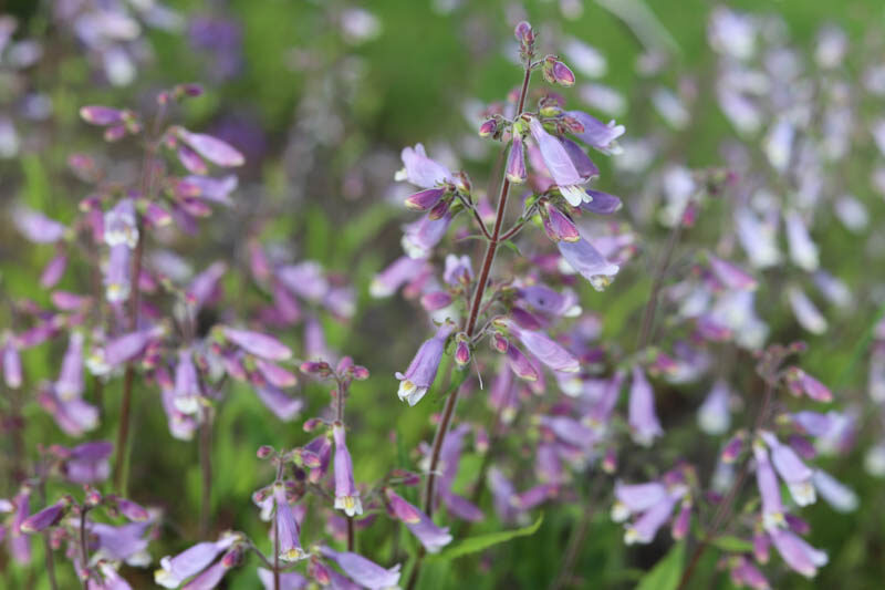 Penstemon hirsutus, Hairy Penstemon, Hairy Beardtongue