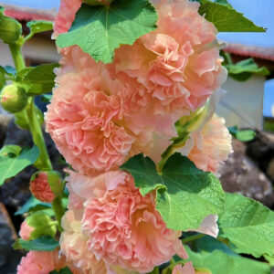 Alcea rosea Blacknight - 1 Gallon