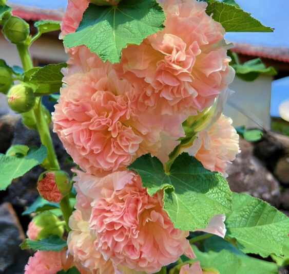 Hollyhock Double Flowers, Hollyhock Chaters Salmon, Double Hollyhock, Alcea rosea Chater's Double Salmon