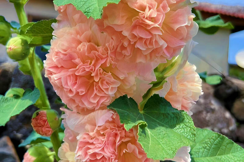 Hollyhock Double Flowers, Hollyhock Chaters Salmon, Double Hollyhock, Alcea rosea Chater's Double Salmon