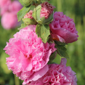 Hollyhock Double Flowers, Hollyhock Chaters rose, Double Hollyhock, Alcea rosea Chater's Double Rose