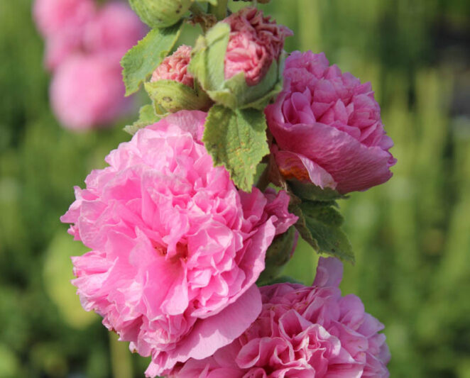 Hollyhock Double Flowers, Hollyhock Chaters rose, Double Hollyhock, Alcea rosea Chater's Double Rose