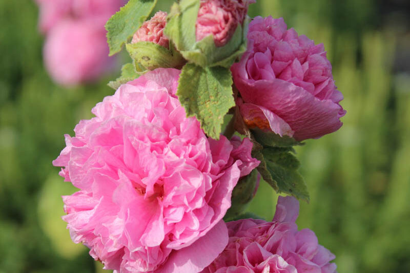Hollyhock Double Flowers, Hollyhock Chaters rose, Double Hollyhock, Alcea rosea Chater's Double Rose