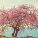 Redbud tree, Cercis canadensis, Eastern Redbud