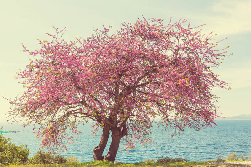 Redbud tree, Cercis canadensis, Eastern Redbud