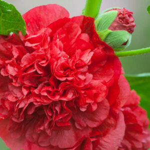 Hollyhock Double Flowers, Hollyhock Chaters Red, Double Hollyhock, Alcea rosea Chater's Double Red