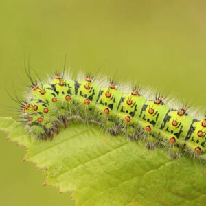 Caterpillar, Caterpillars