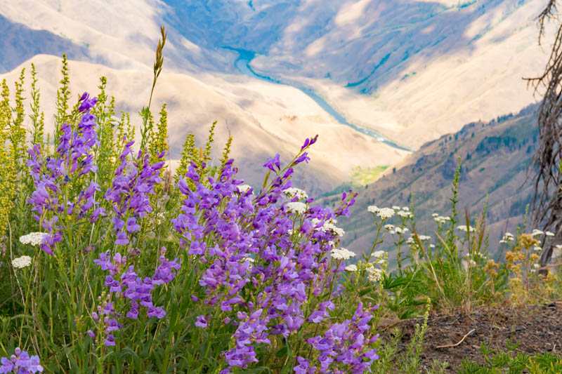 Penstemon venustus, Venus penstemon