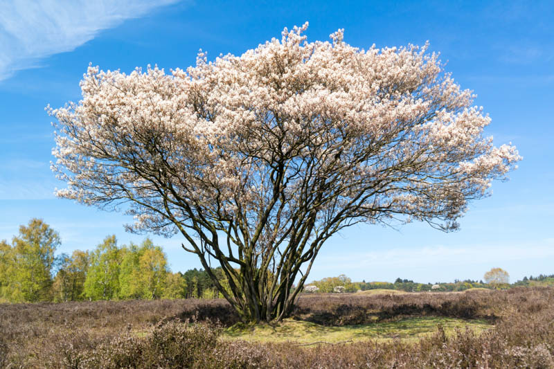 Serviceberry, Amelanchier lamarkii tree with white flowers 