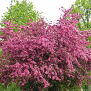 Hawthorn, Crataegus laevigata ,paul scarlet