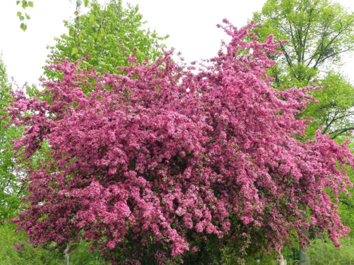 Hawthorn, Crataegus laevigata ,paul scarlet