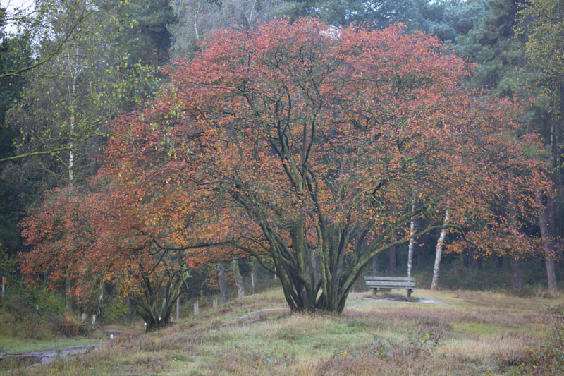 Serviceberry, Amelanchier ovalis