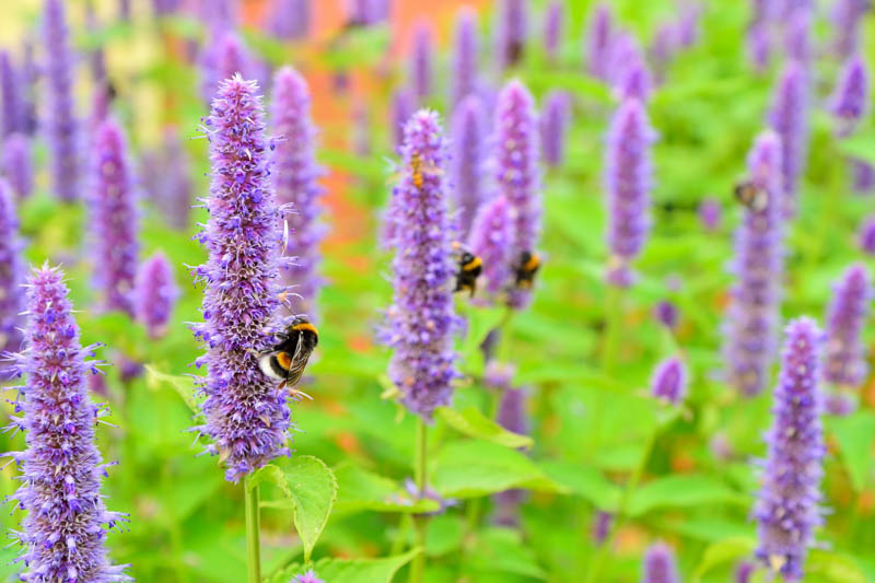 Bumblebee, Agastache rugosa, wrinkled Agastache, Korean mint