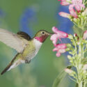 Penstemon, Beadtongue, Hummingbird