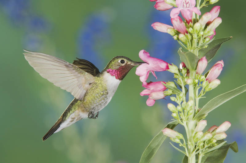 Penstemon, Beadtongue, Hummingbird