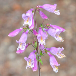 Penstemon canescens, Eastern gray beardtongue