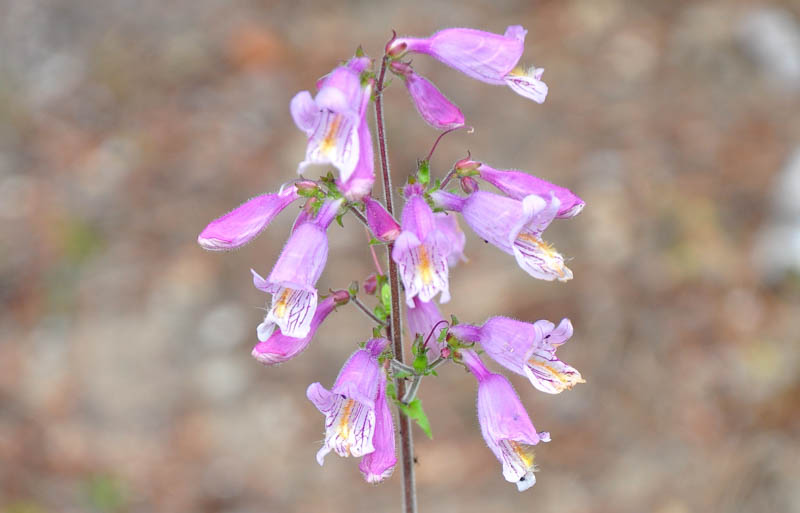 Penstemon canescens, Eastern gray beardtongue