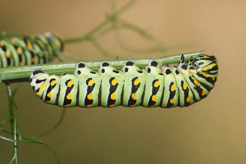 Black swallowtail caterpillar, Papilio polyxenes