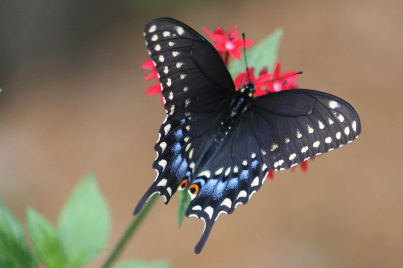 Black swallowtail butterfly, Papilio polyxenes