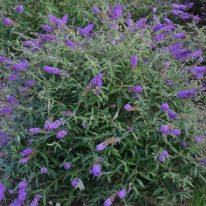 Buddleja davidii 'Blue Knight' (Monarch Series), Butterfly Bush Blue Knight, Summer Lilac Blue Knight