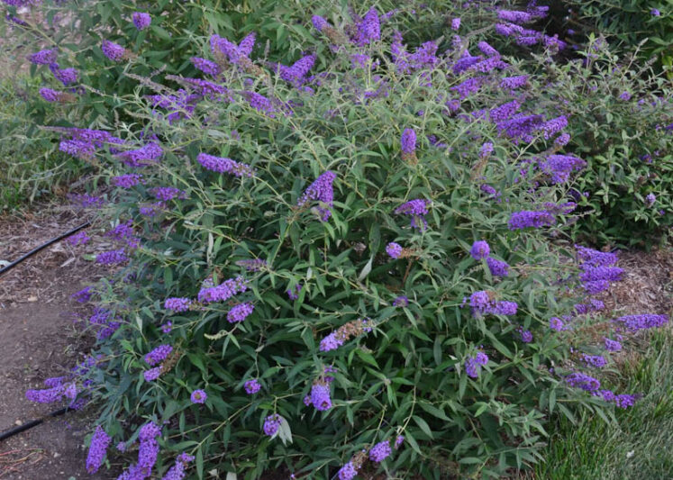 Buddleja davidii 'Blue Knight' (Monarch Series), Butterfly Bush Blue Knight, Summer Lilac Blue Knight