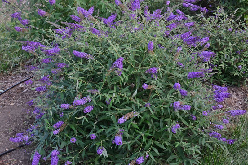 Buddleja davidii 'Blue Knight' (Monarch Series), Butterfly Bush Blue Knight, Summer Lilac Blue Knight