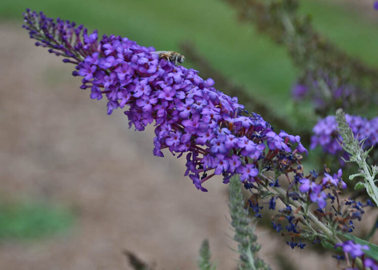 Buddleja davidii 'Blue Knight' (Monarch Series), Butterfly Bush Blue Knight, Summer Lilac Blue Knight