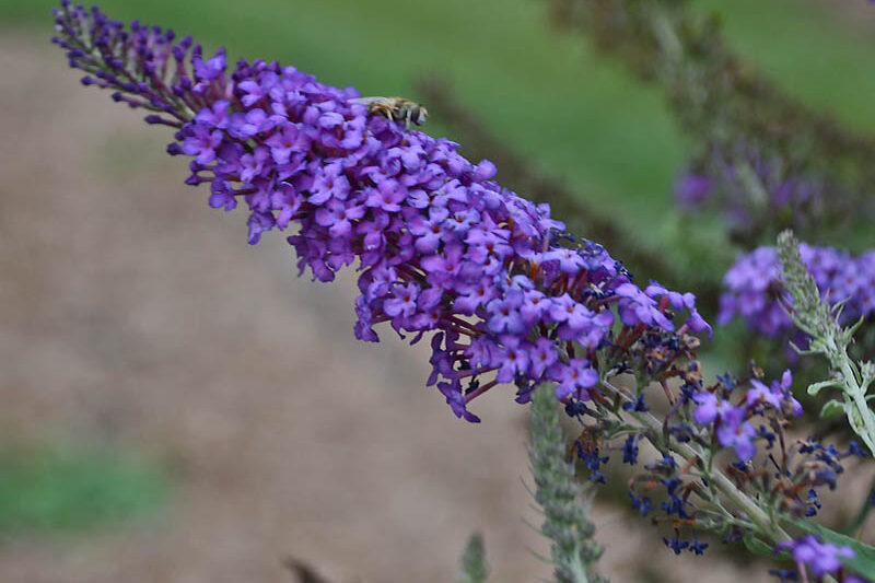 Buddleja davidii 'Blue Knight' (Monarch Series), Butterfly Bush Blue Knight, Summer Lilac Blue Knight