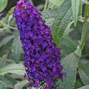 Buddleja davidii 'Dark Dynasty' (Monarch Series), Butterfly Bush Dark Dynasty, Summer Lilac Dark Dynasty