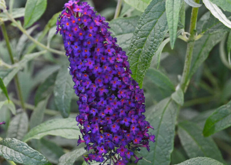 Buddleja davidii 'Dark Dynasty' (Monarch Series), Butterfly Bush Dark Dynasty, Summer Lilac Dark Dynasty