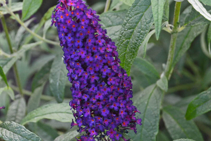 Buddleja davidii 'Dark Dynasty' (Monarch Series), Butterfly Bush Dark Dynasty, Summer Lilac Dark Dynasty