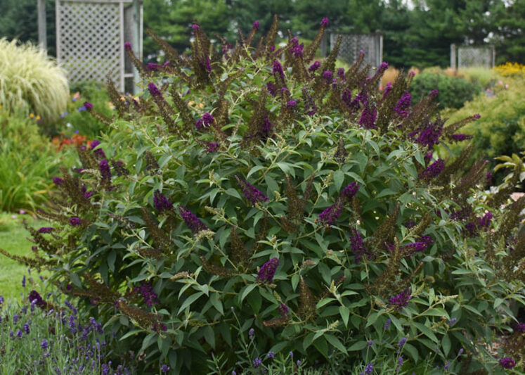 Buddleja davidii 'Dark Dynasty' (Monarch Series), Butterfly Bush Dark Dynasty, Summer Lilac Dark Dynasty