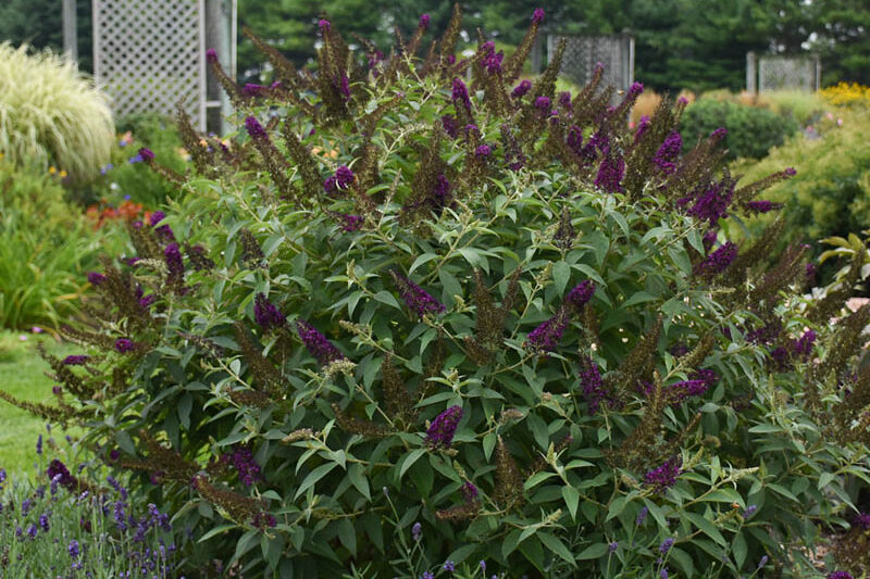 Buddleja davidii 'Dark Dynasty' (Monarch Series), Butterfly Bush Dark Dynasty, Summer Lilac Dark Dynasty