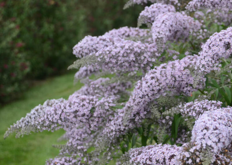 Buddleia 'Grand Cascade', Buddleja 'Grand Cascade', Butterfly Bush 'Grand Cascade'