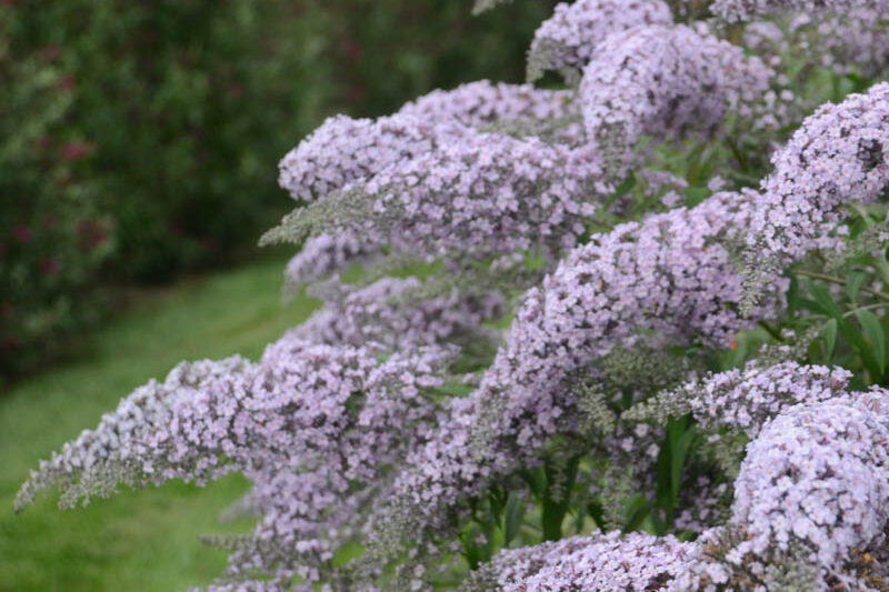 Buddleia 'Grand Cascade', Buddleja 'Grand Cascade', Butterfly Bush 'Grand Cascade'