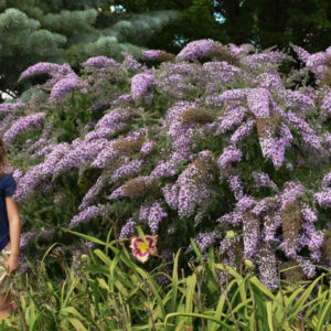 Buddleia 'Grand Cascade', Buddleja 'Grand Cascade', Butterfly Bush 'Grand Cascade'