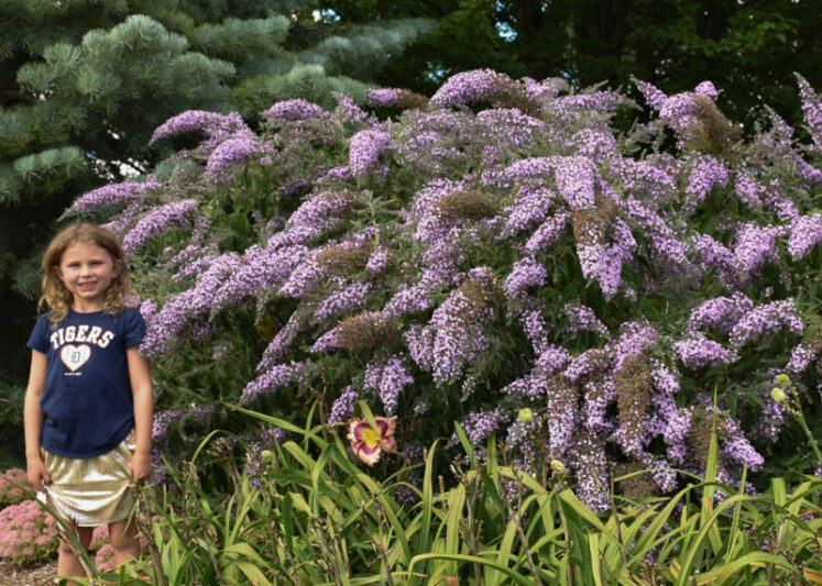 Buddleia 'Grand Cascade', Buddleja 'Grand Cascade', Butterfly Bush 'Grand Cascade'