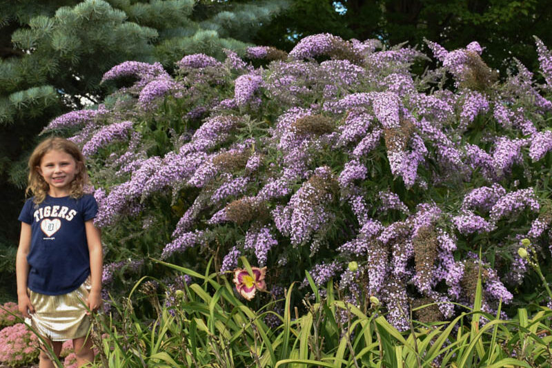 Buddleia 'Grand Cascade', Buddleja 'Grand Cascade', Butterfly Bush 'Grand Cascade'