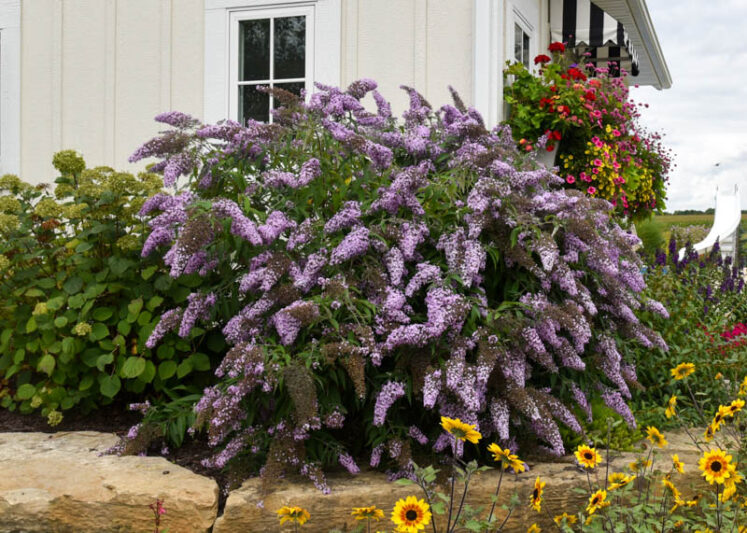 Buddleia 'Grand Cascade', Buddleja 'Grand Cascade', Butterfly Bush 'Grand Cascade'