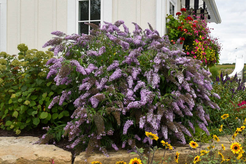 Buddleia 'Grand Cascade', Buddleja 'Grand Cascade', Butterfly Bush 'Grand Cascade'