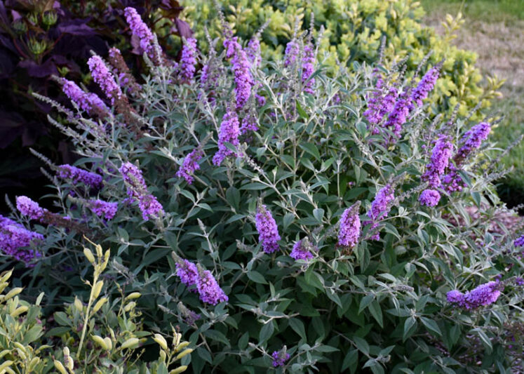 Buddleja davidii 'Lavender Cupcake', Butterfly Bush 'Lavender Cupcake', Summer Lilac 'Lavender Cupcake'