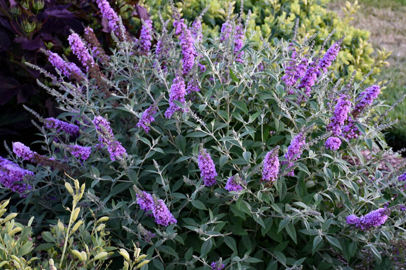 Buddleja davidii 'Lavender Cupcake', Butterfly Bush 'Lavender Cupcake', Summer Lilac 'Lavender Cupcake'
