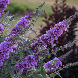 Buddleja davidii 'Lavender Cupcake', Butterfly Bush 'Lavender Cupcake', Summer Lilac 'Lavender Cupcake'