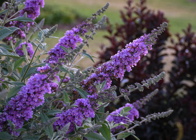 Buddleja davidii 'Lavender Cupcake', Butterfly Bush 'Lavender Cupcake', Summer Lilac 'Lavender Cupcake'