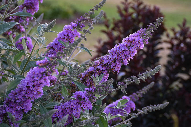 Buddleja davidii 'Lavender Cupcake', Butterfly Bush 'Lavender Cupcake', Summer Lilac 'Lavender Cupcake'