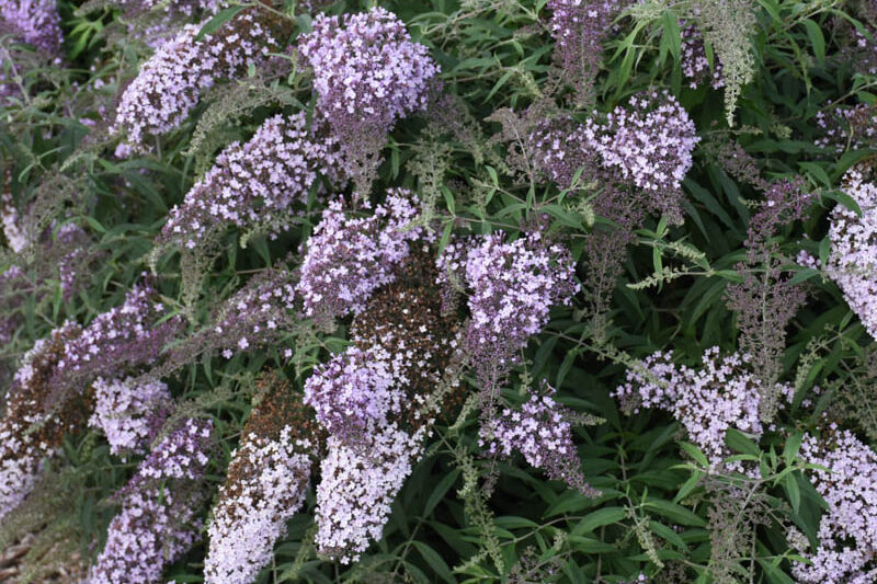 Buddleia 'Lilac Cascade, Summer Lilac 'Lilac Cascade, Butterfly Bush Lilac Cascade
