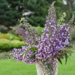 Buddleia 'Lilac Cascade, Summer Lilac 'Lilac Cascade, Butterfly Bush Lilac Cascade