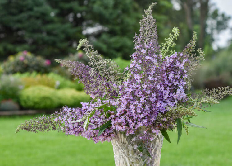 Buddleia 'Lilac Cascade, Summer Lilac 'Lilac Cascade, Butterfly Bush Lilac Cascade